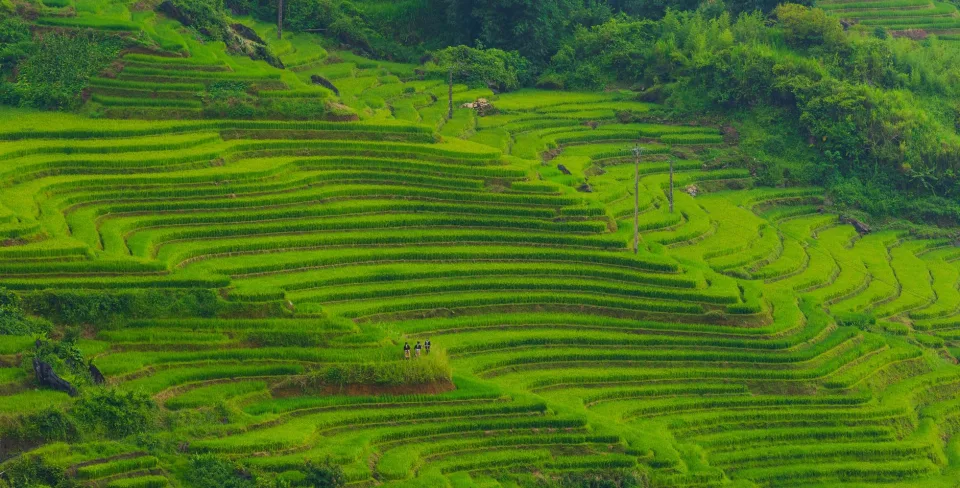 Ruộng lúa chín